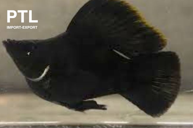 PTL-074_POECILIA SPH.BALLOON MOLLY BLACK.jpg
